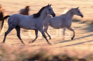 Trotting Horses